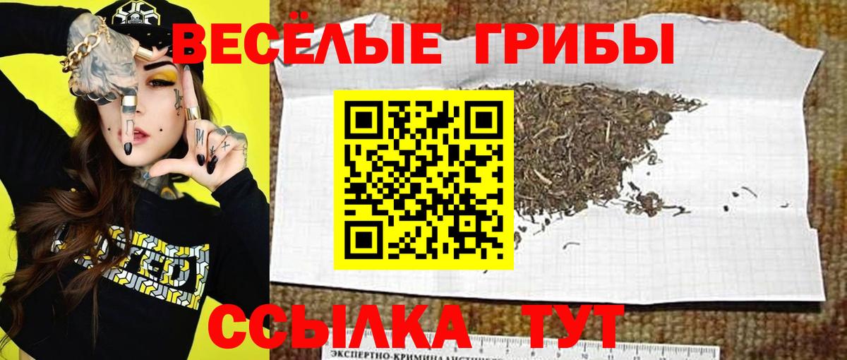 Ставрополь  Псилоцибиновые грибы прущие грибы  Вход с VPN 